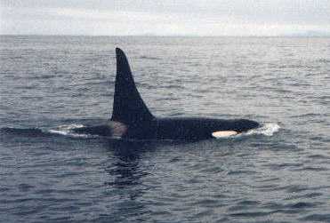 orca.jpg (13539 bytes)